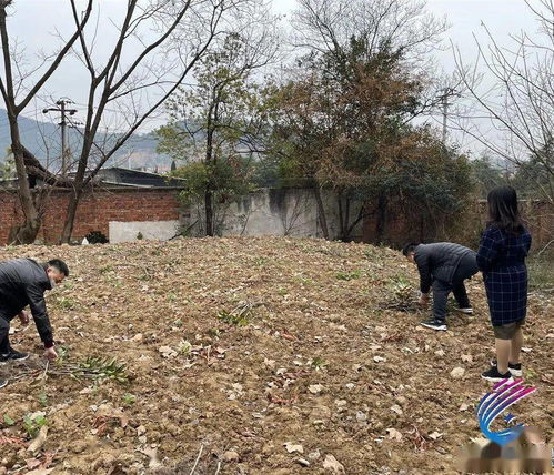 后续报道 已征土地上 抢 种的30亩树苗 现基本清除