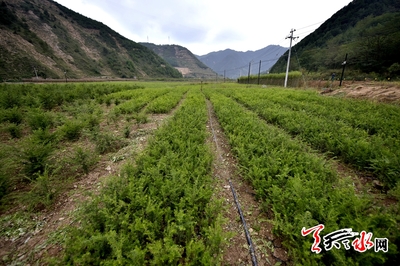 南峪村 阔步万向小康路 - 天天天水网 - 天水日报社主办 - 天水最权威的新闻门户网站