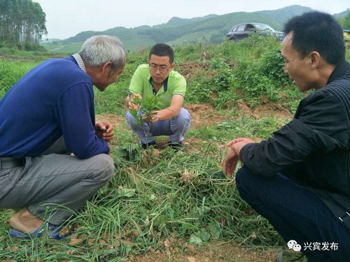 发展产业助力脱贫攻坚,城厢镇马上村举行柑橘种植技术培训