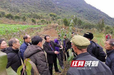 乡村振兴致富带头人 | 王洪元:“水果大王”地头玩转高科技