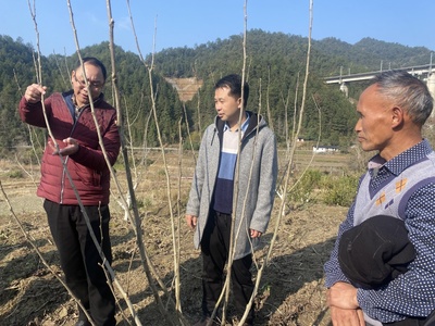 大田乡开展农村桑树种植技术培训班