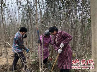 沈丘清华花木合作社托起农民致富梦