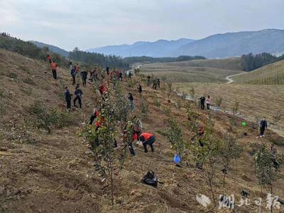 我县全面推进油茶扩面提质增效