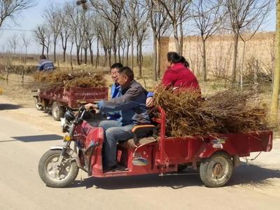 澄城县赵庄镇:樱桃苗木配送到村 栽植技术培训到户