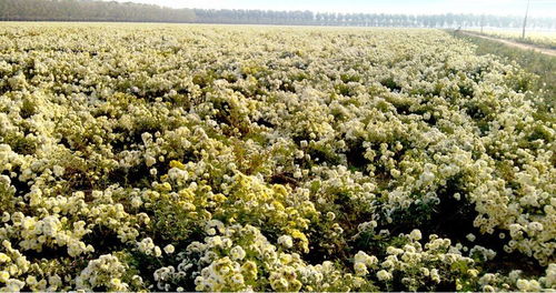 虚实结合 北京欧倍尔中药种植栽培3d虚拟仿真实训软件