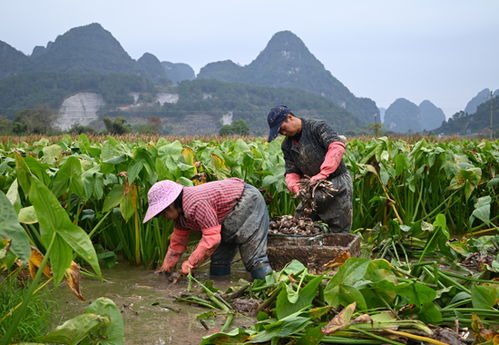 冬日茨菇 丰 景美 价好销旺 钱 景佳