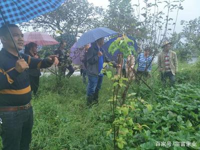 四川果树苗木基地助宜宾永寿村果农增收致富