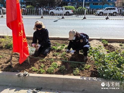 靖边县市政设施管护中心开展主题党日活动 种植苗木2万余株