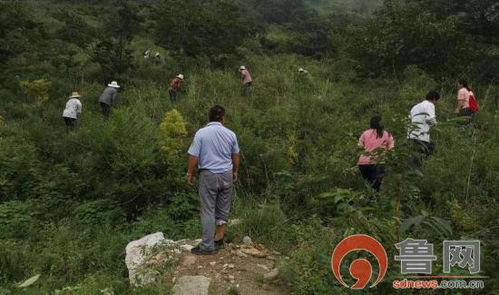 临沂费县 3000亩 雨季造林正当时